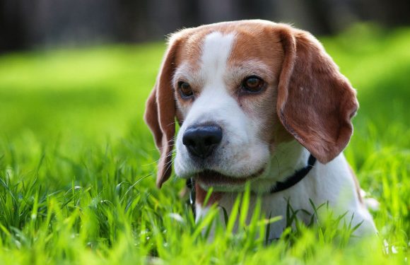 Temporada de parásitos, ¿Cómo mantener sana a mi mascota?